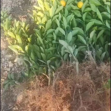脆蜜金桔好吃的金桔无酸心口感级好