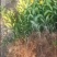 脆蜜金桔好吃的金桔无酸心口感级好