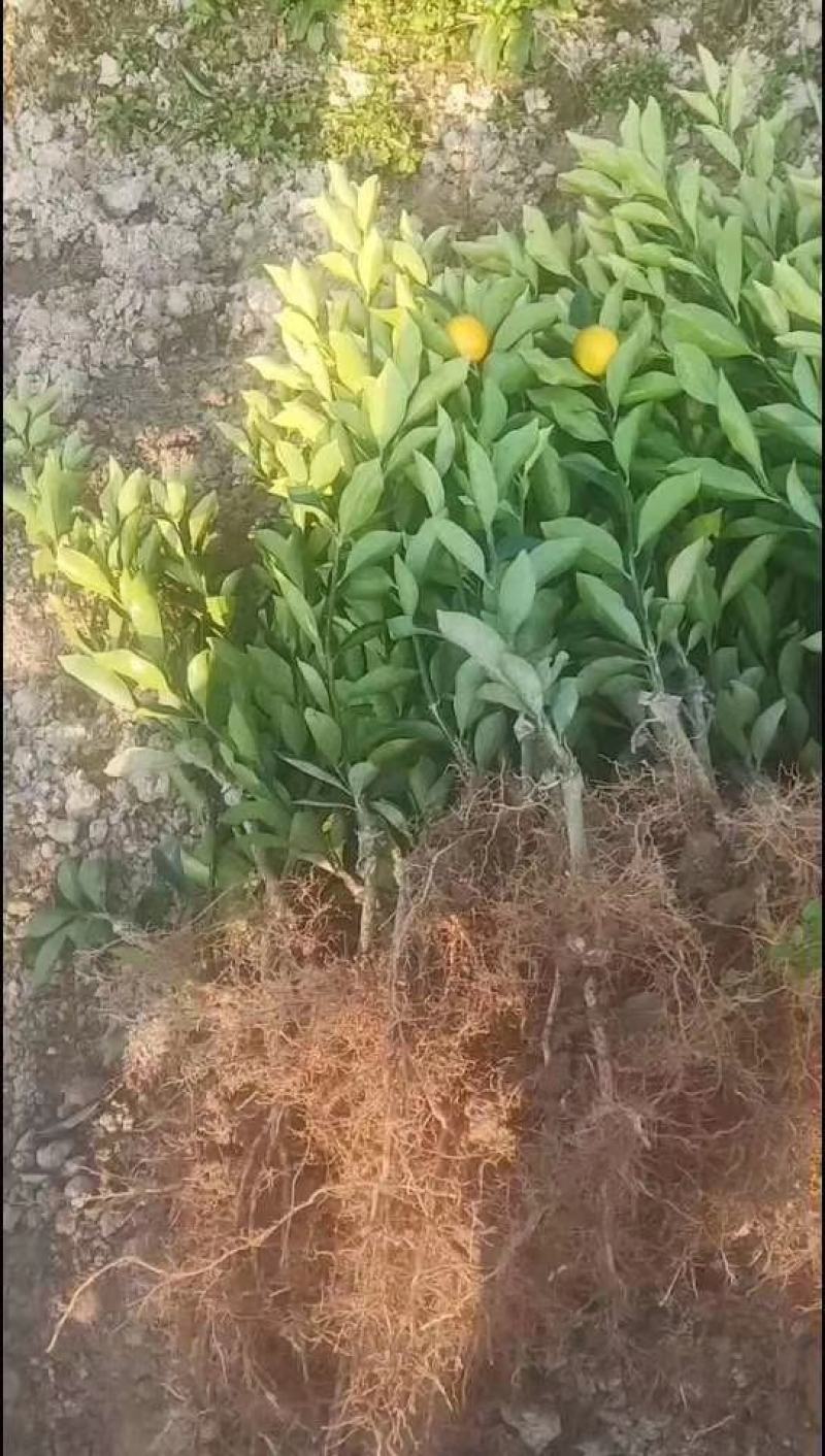脆蜜金桔好吃的金桔无酸心口感级好