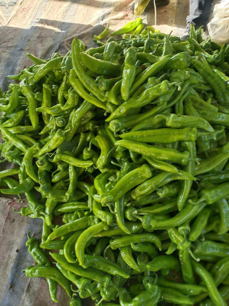 山东莘县鲜辣椒黄皮尖椒大量有货提前预定质量好价格便宜