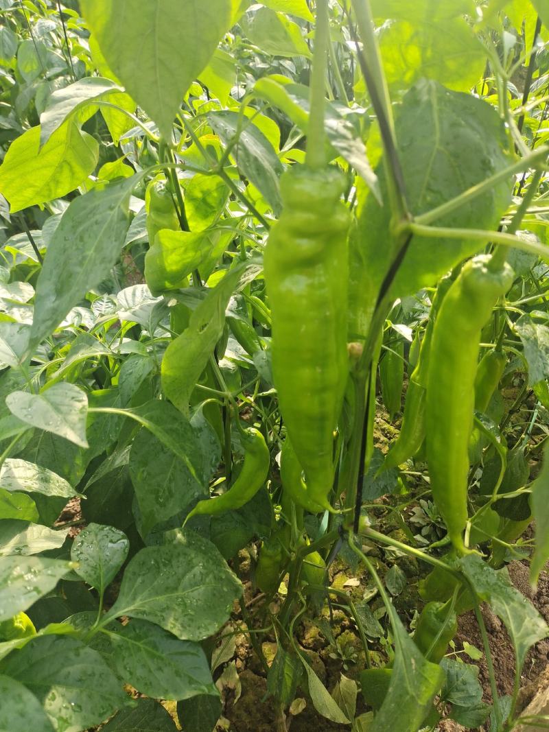 山东莘县鲜辣椒黄皮尖椒大量有货提前预定质量好价格便宜