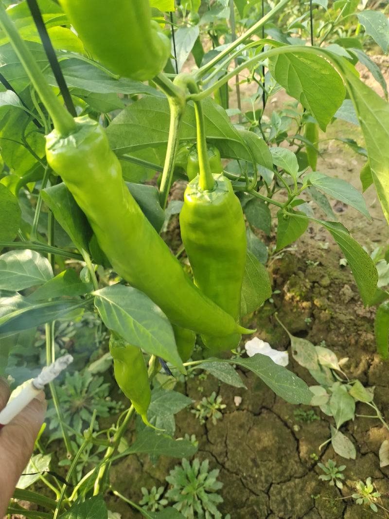 山东莘县鲜辣椒黄皮尖椒大量有货提前预定质量好价格便宜