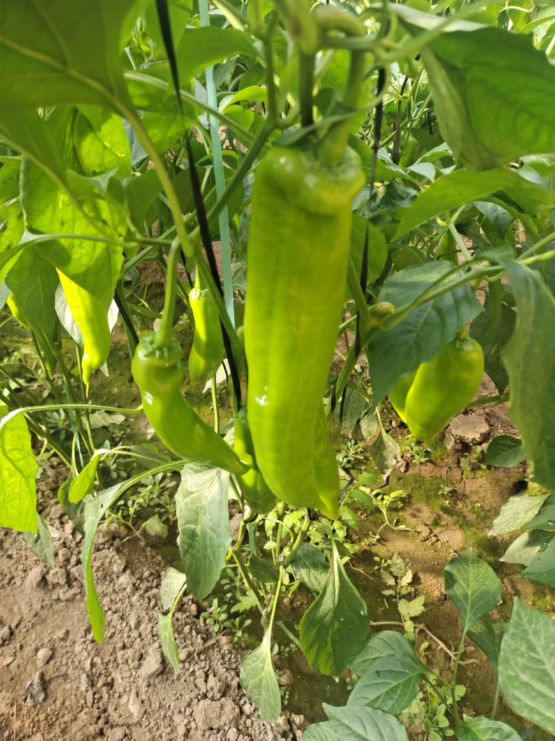 山东莘县鲜辣椒黄皮尖椒大量有货提前预定质量好价格便宜