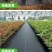 整卷防草布除草布抗老化遮草盖草布农用园艺地布耐用透气