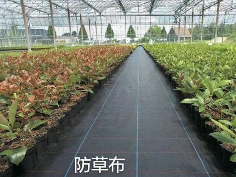 整卷防草布除草布抗老化遮草盖草布农用园艺地布耐用透气