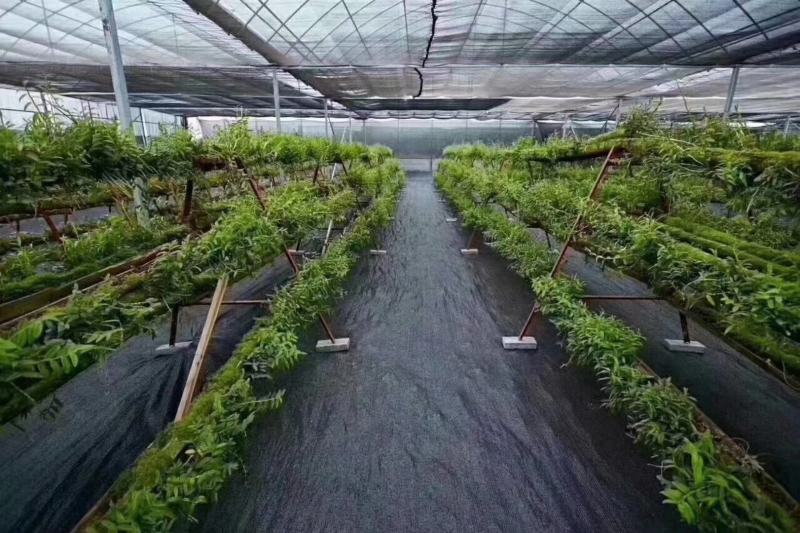 整卷防草布除草布抗老化遮草盖草布农用园艺地布耐用透气