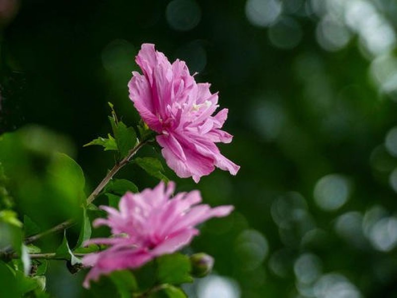 精品木槿花苗基地直发量大从优欢迎选购