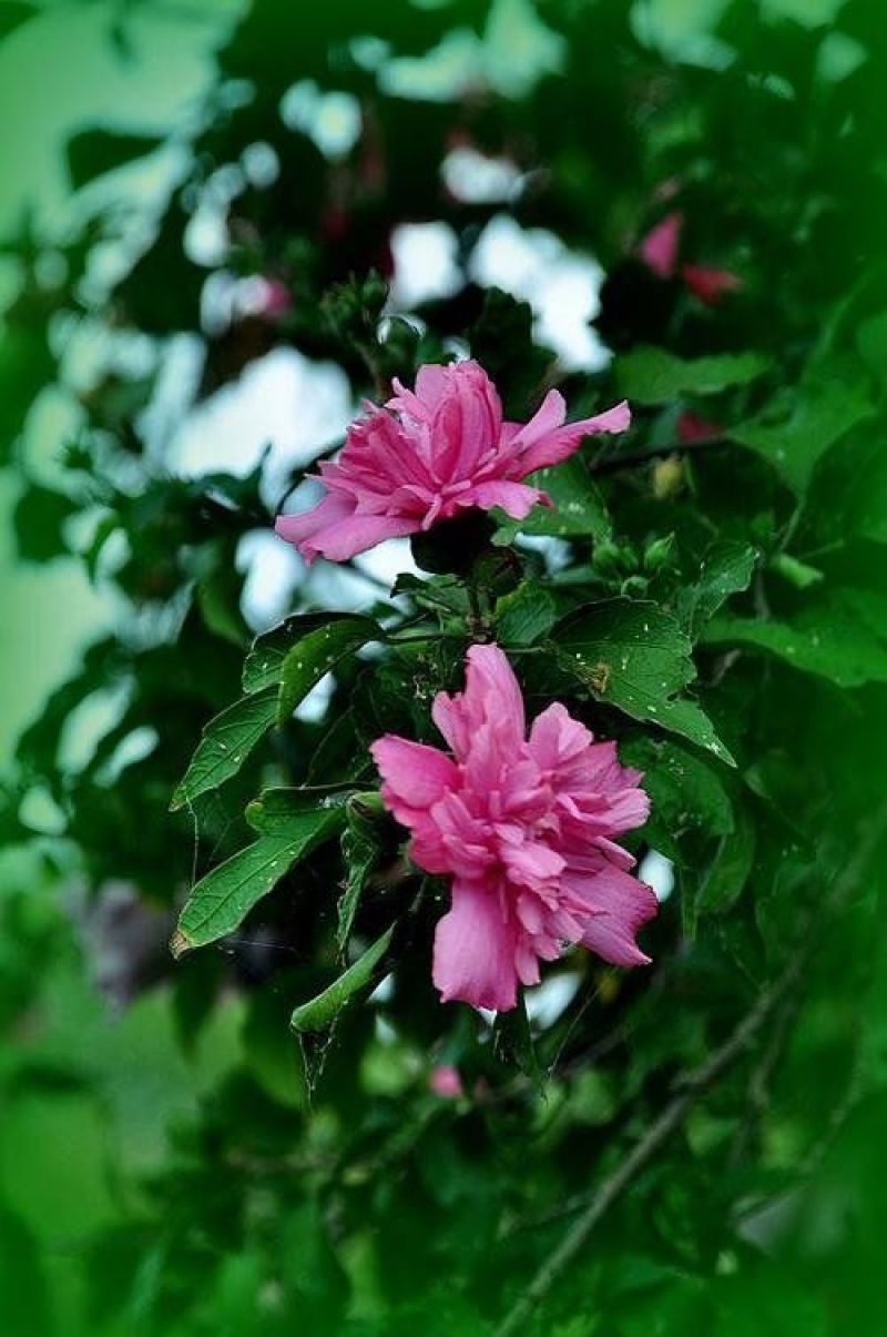 精品木槿花苗基地直发量大从优欢迎选购