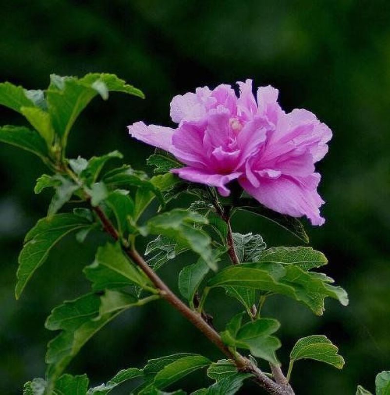 精品木槿花苗基地直发量大从优欢迎选购