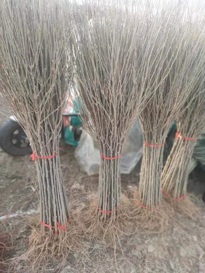 精品木槿花苗基地直发量大从优欢迎选购