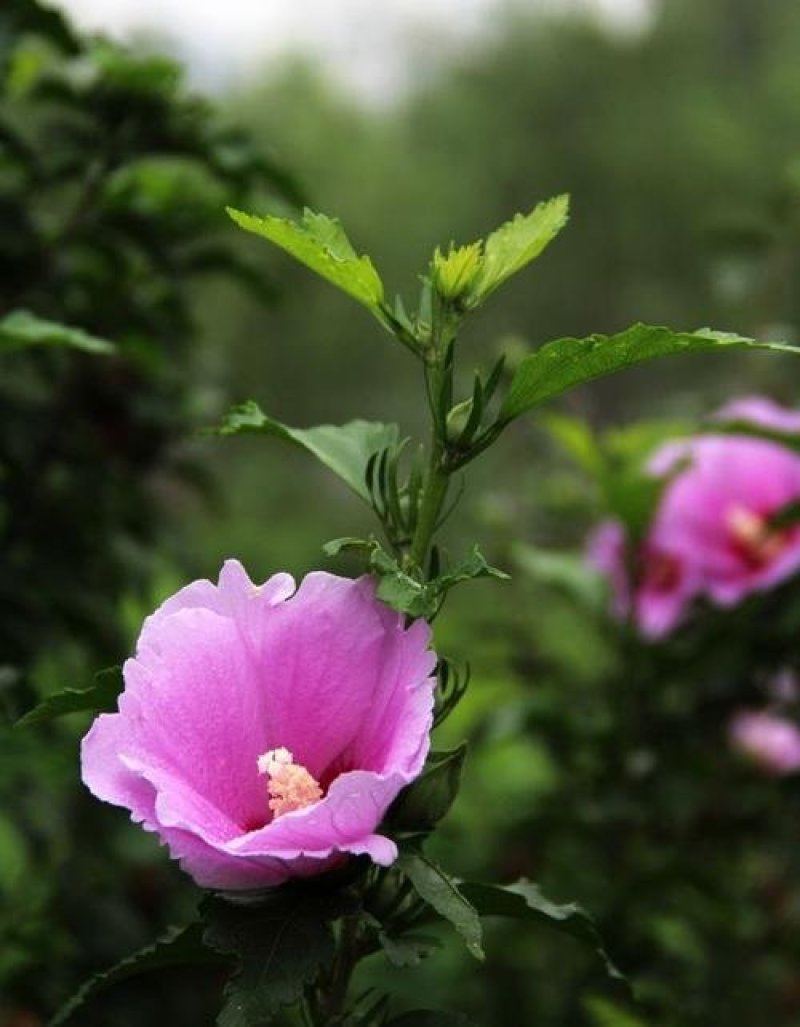 精品木槿花苗基地直发量大从优欢迎选购