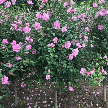 精品木槿花苗基地直发量大从优欢迎选购