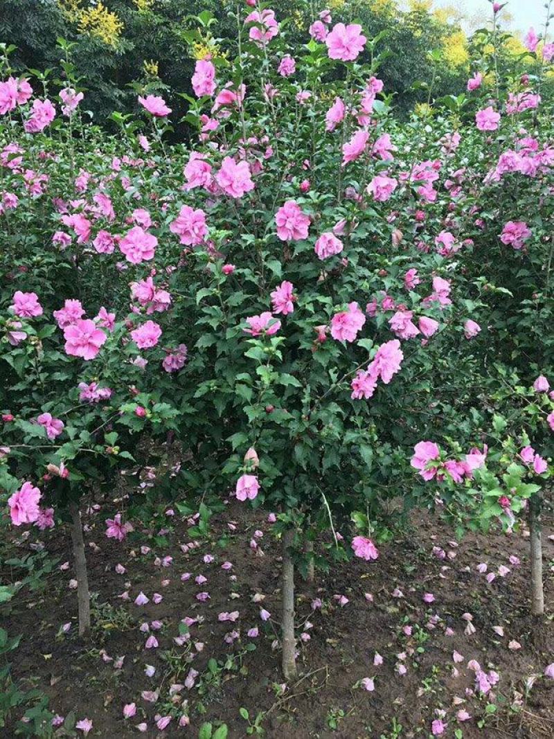 精品木槿花苗基地直发量大从优欢迎选购
