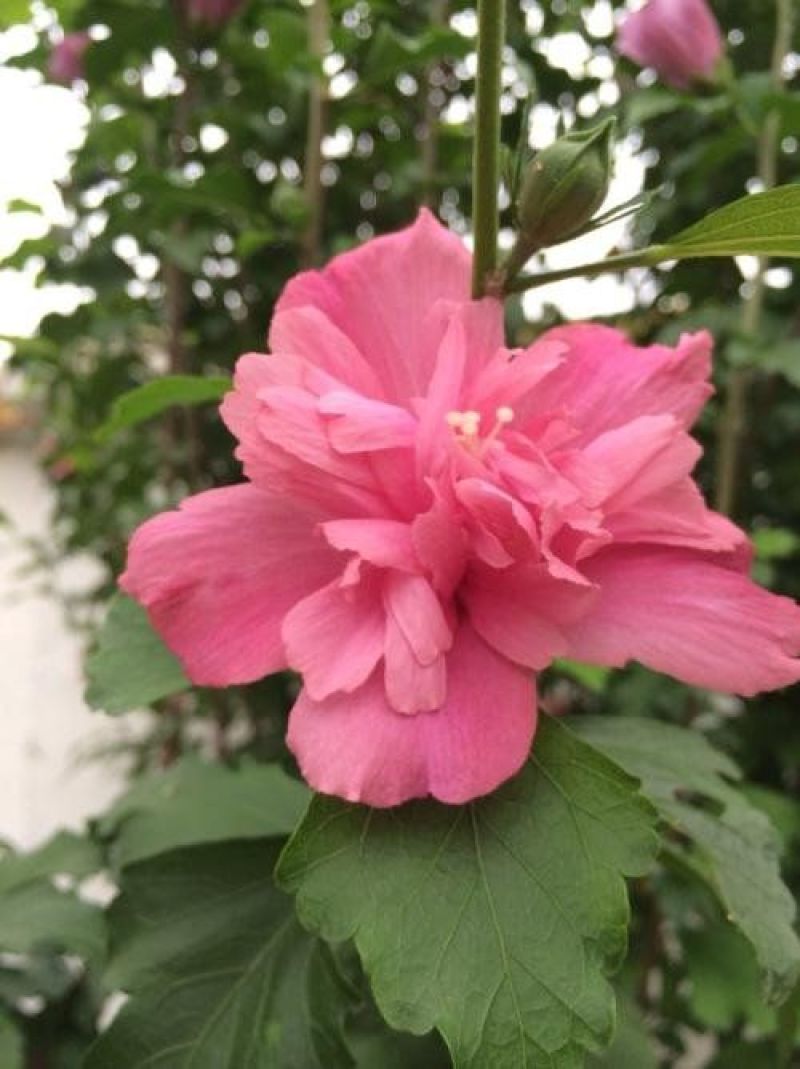 精品木槿花苗基地直发量大从优欢迎选购