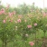 精品木槿花苗基地直发量大从优欢迎选购