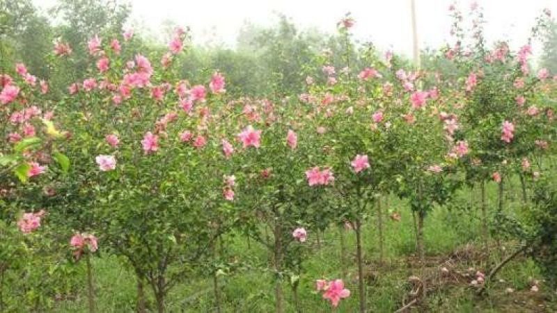 精品木槿花苗基地直发量大从优欢迎选购
