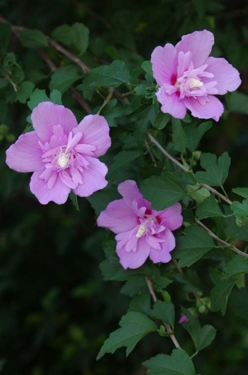 精品木槿花苗基地直发量大从优欢迎选购