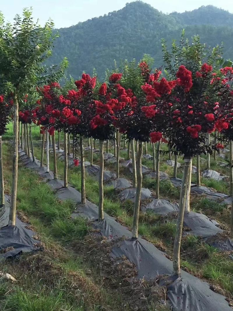整卷防草布除草布抗老化遮草盖草布农用园艺地布耐用透气