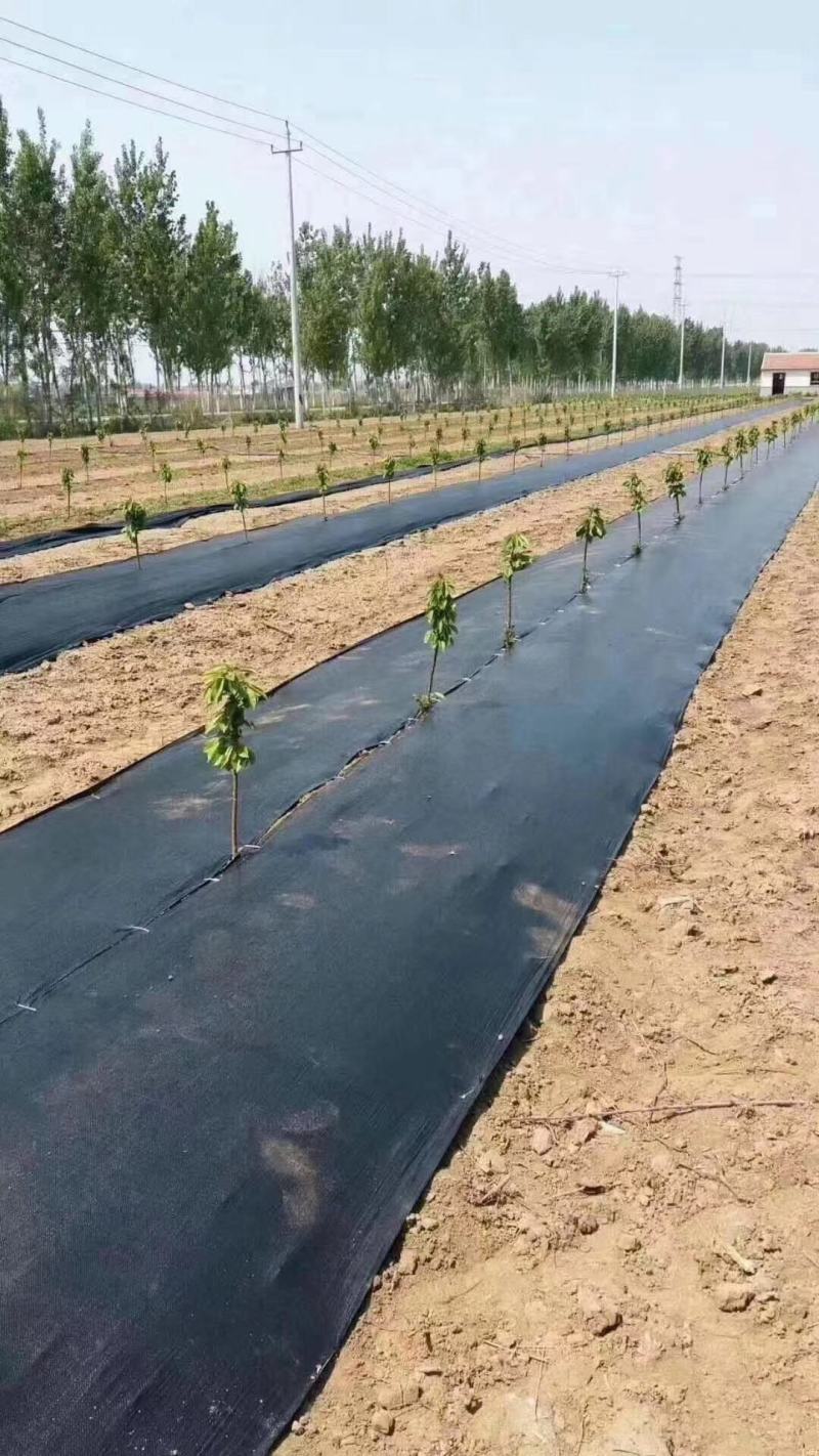整卷防草布除草布抗老化遮草盖草布农用园艺地布耐用透气
