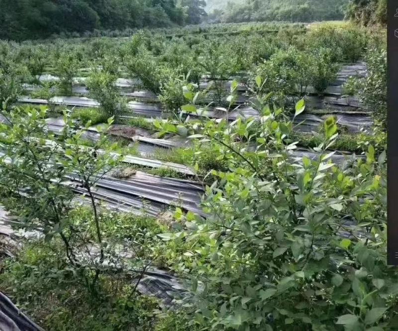 整卷防草布除草布抗老化遮草盖草布农用园艺地布耐用透气