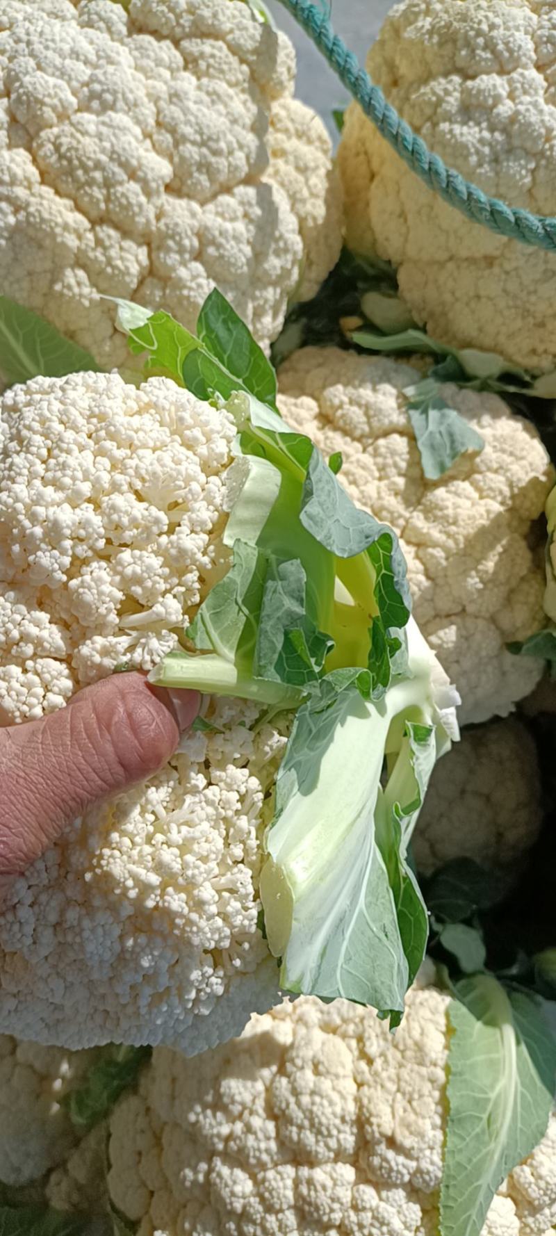 温州专业菜花代收90天小米花现已大量上市基地直发对接商超