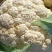 温州专业菜花代收90天小米花现已大量上市基地直发对接商超