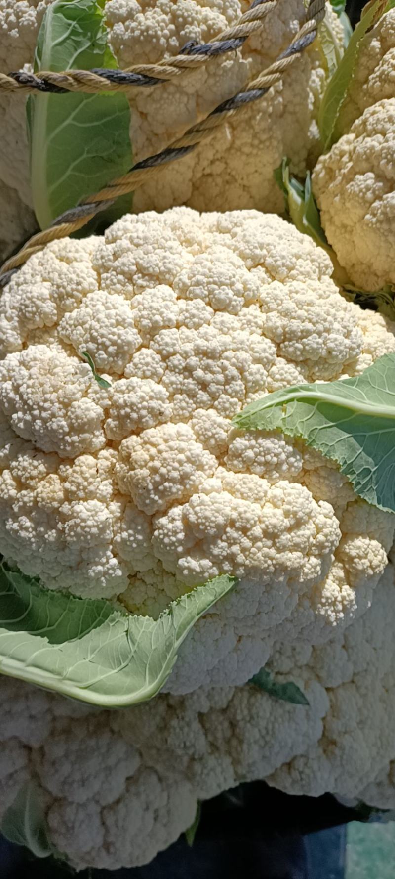 温州专业菜花代收90天小米花现已大量上市基地直发对接商超