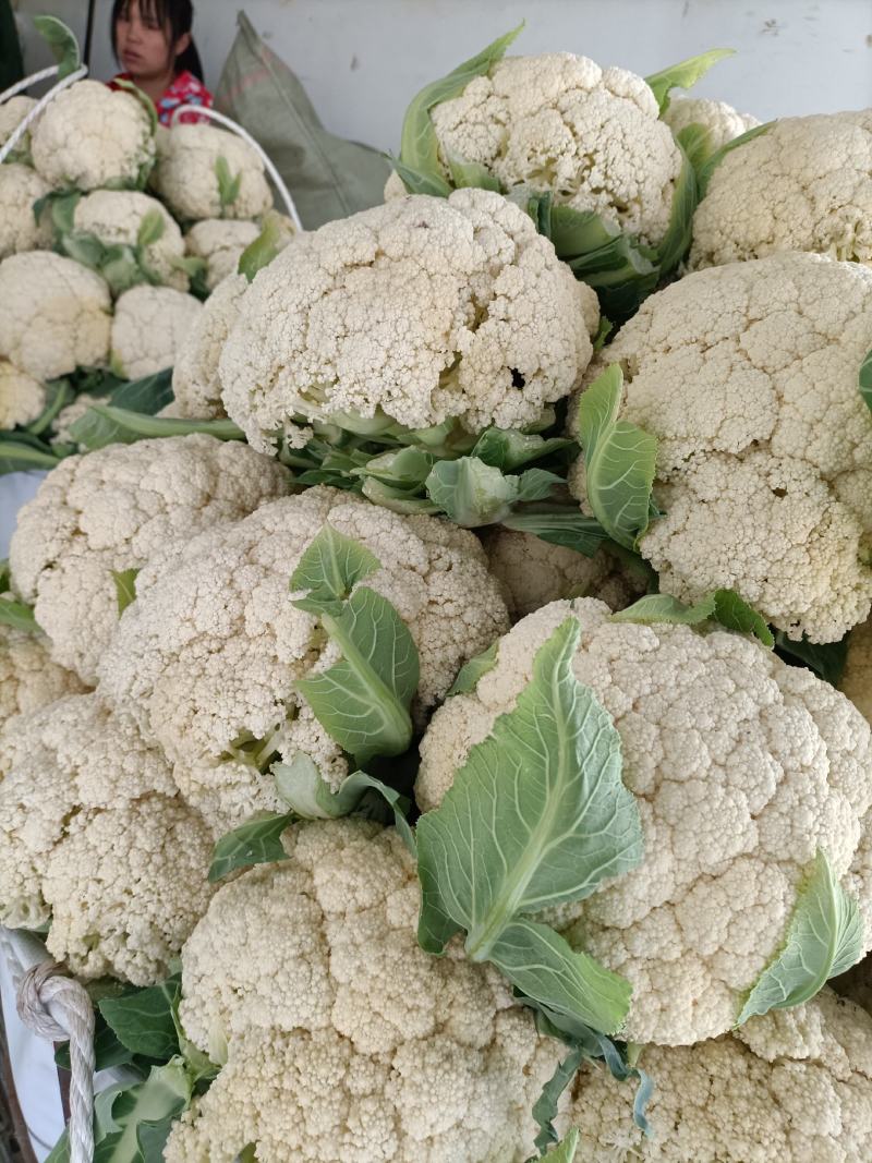 温州专业菜花代收90天小米花现已大量上市基地直发对接商超