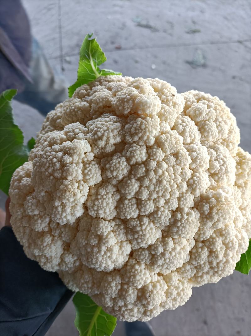 温州专业菜花代收90天小米花现已大量上市基地直发对接商超
