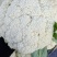 温州专业菜花代收90天小米花现已大量上市基地直发对接商超