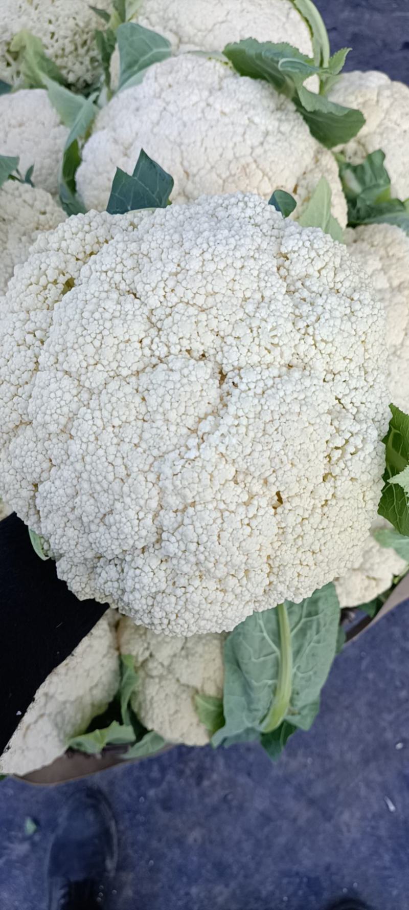 温州专业菜花代收90天小米花现已大量上市基地直发对接商超