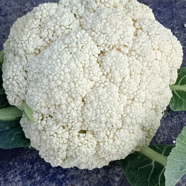 温州专业菜花代收90天小米花现已大量上市基地直发对接商超