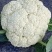 温州专业菜花代收90天小米花现已大量上市基地直发对接商超