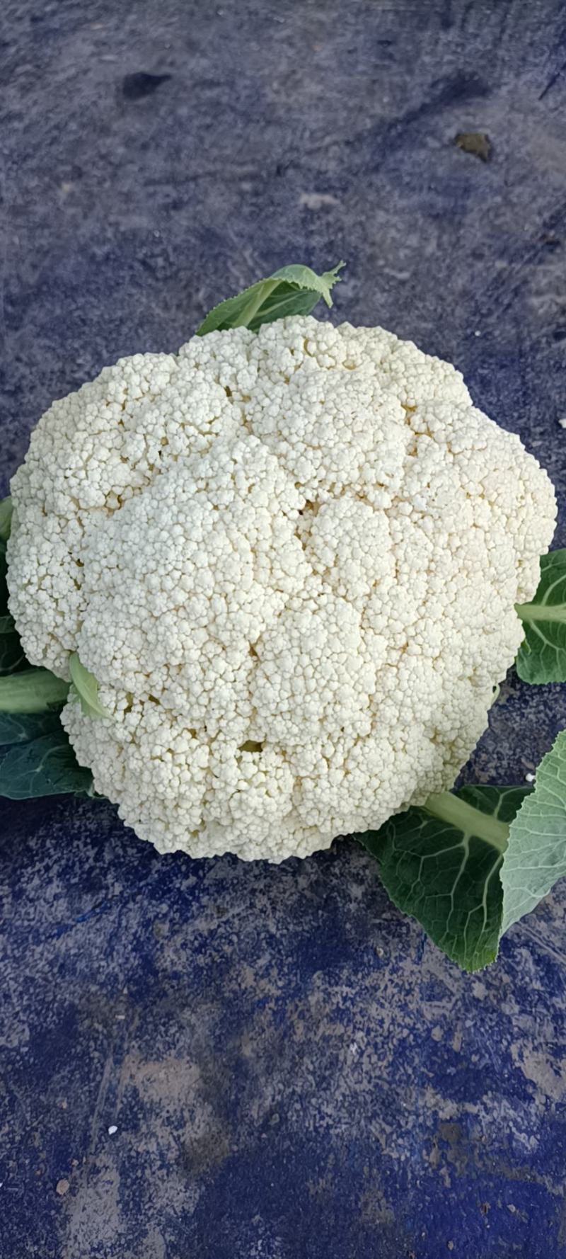 温州专业菜花代收90天小米花现已大量上市基地直发对接商超