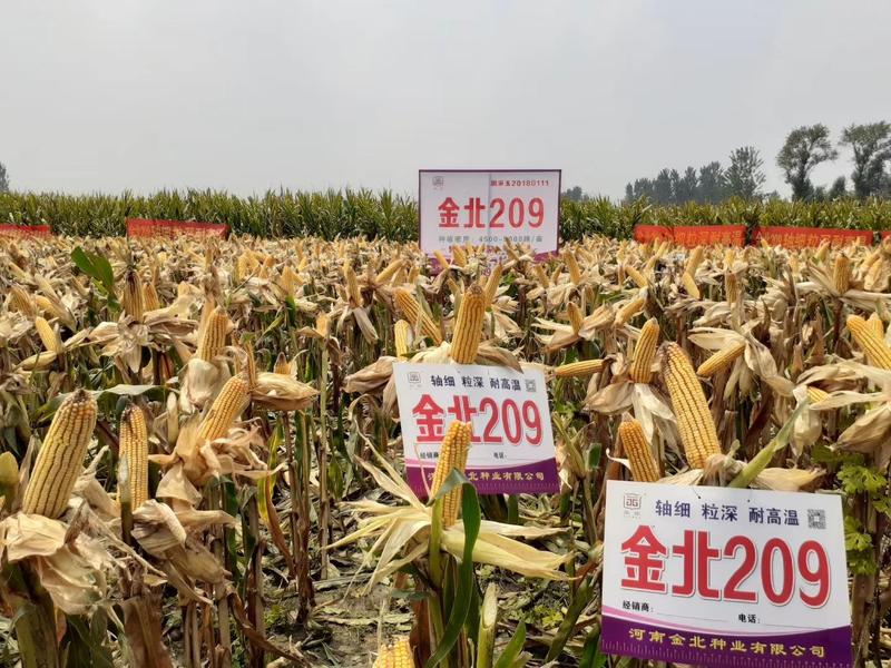 国审高产玉米品种金北209高产稳产活杆成熟