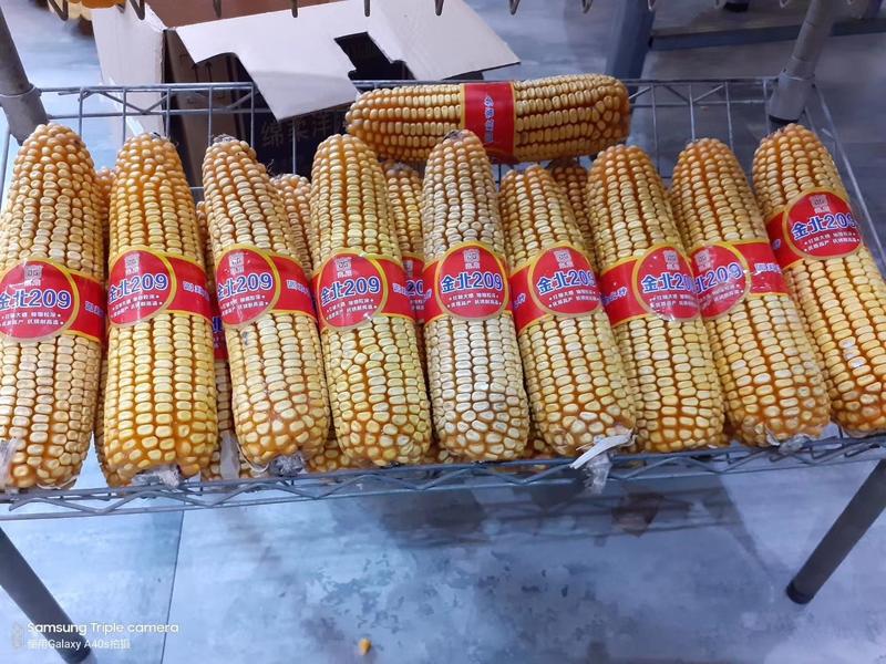 国审高产玉米品种金北209高产稳产活杆成熟