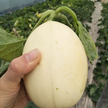 东方蜜甜瓜种植园兼代办代收东方蜜1号