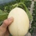 东方蜜甜瓜种植园兼代办代收东方蜜1号