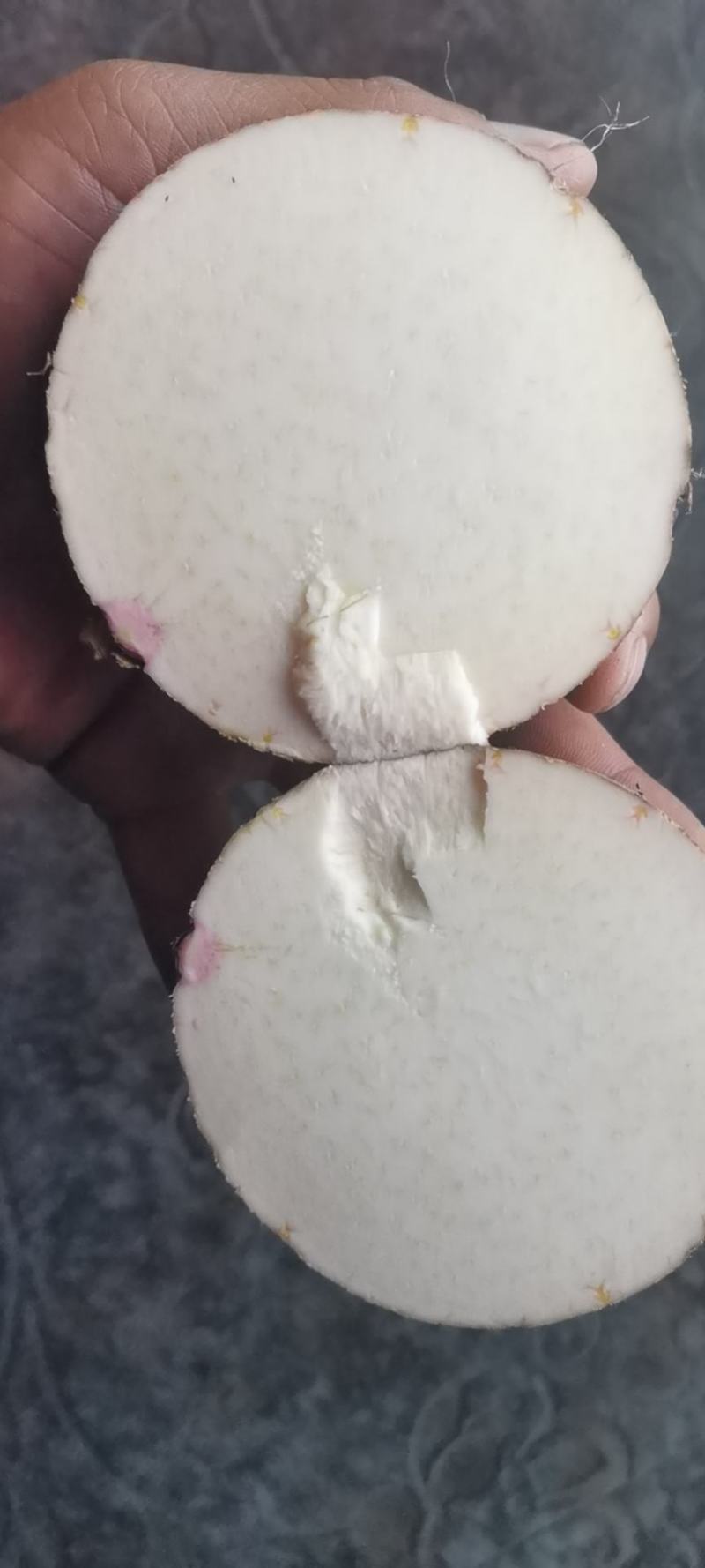 万亩红嘴芋母刚刚上市，大量有货需要请联系
