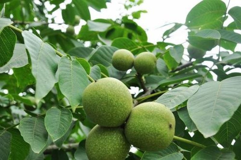 优质嫁接核桃苗纸皮核桃苗基地直发量大从优
