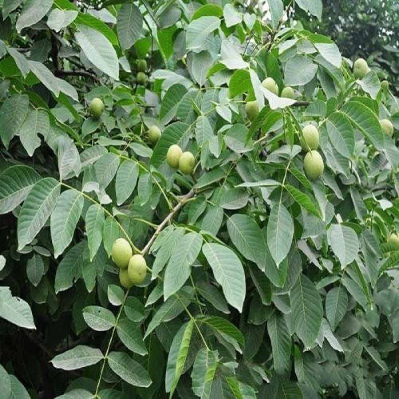 优质嫁接核桃苗纸皮核桃苗基地直发量大从优