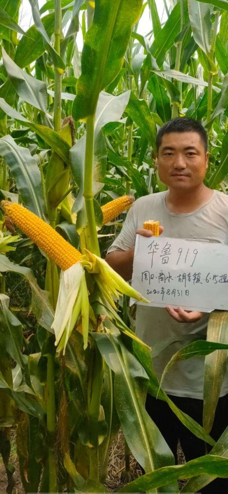 优质玉米品种鲁北919抗病高产大棒适应性广