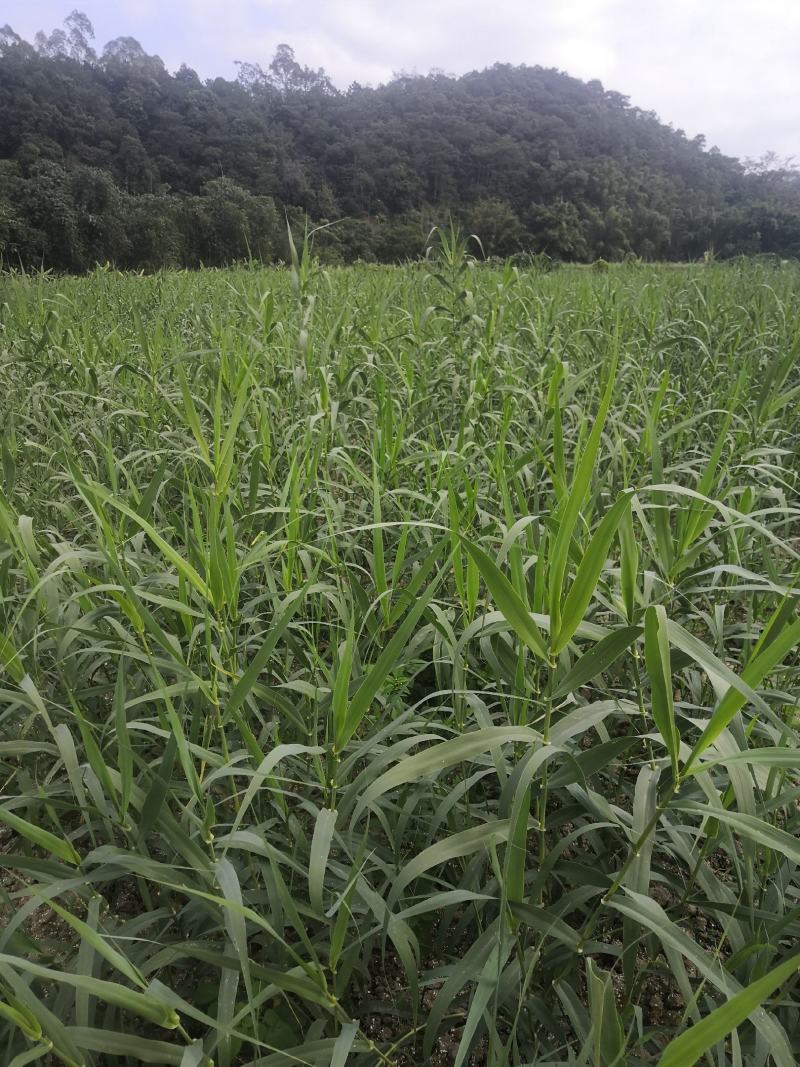 现货供绿洲一号老根苗全光照培育零下25度可安全越冬