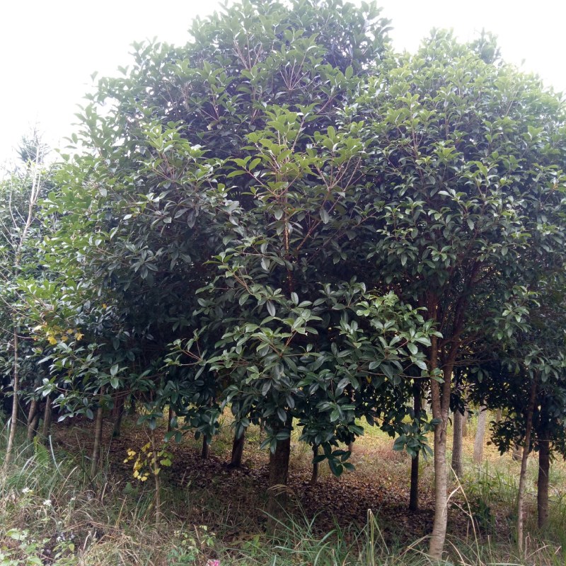 大量销售桂花树价格便宜欢迎朋友订购