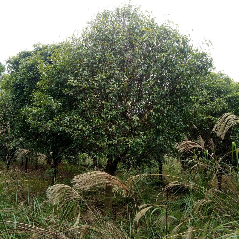 大量销售桂花树价格便宜欢迎朋友订购