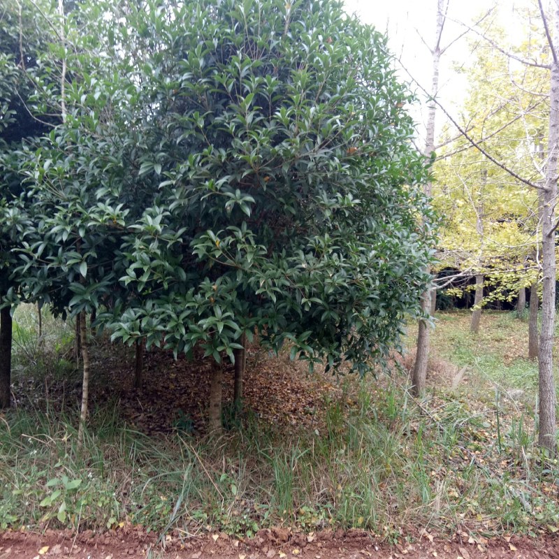 大量销售桂花树价格便宜欢迎朋友订购