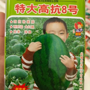 高抗8号高，抗枯萎病，耐贮运，大红瓤，皮薄味佳
