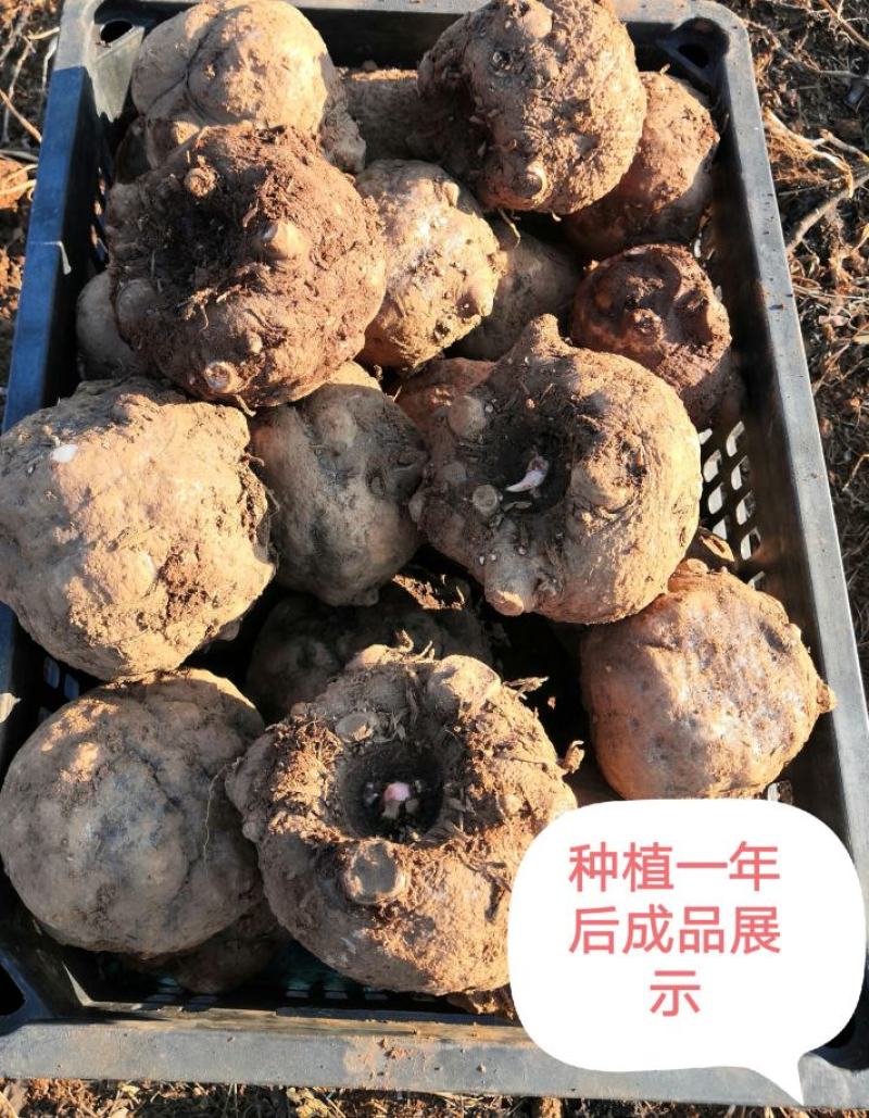 花魔芋优质魔芋一代，脱水消毒处理。可视频看货