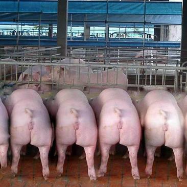 大白母猪、约克母猪、二元母猪品种优良质量保证可实地考察