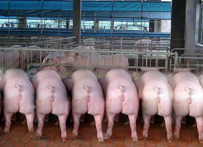 大白母猪、约克母猪、二元母猪品种优良质量保证可实地考察